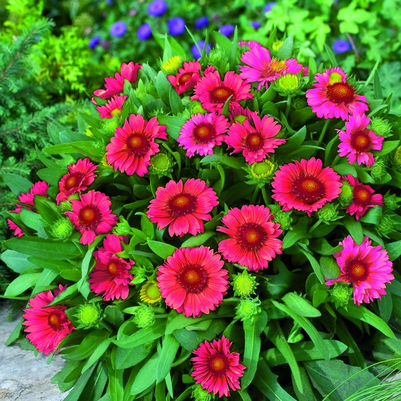 Gaillardia grandiflora Arizona Red Shades (zaad) - Kokardebloem (Groeiplaats)