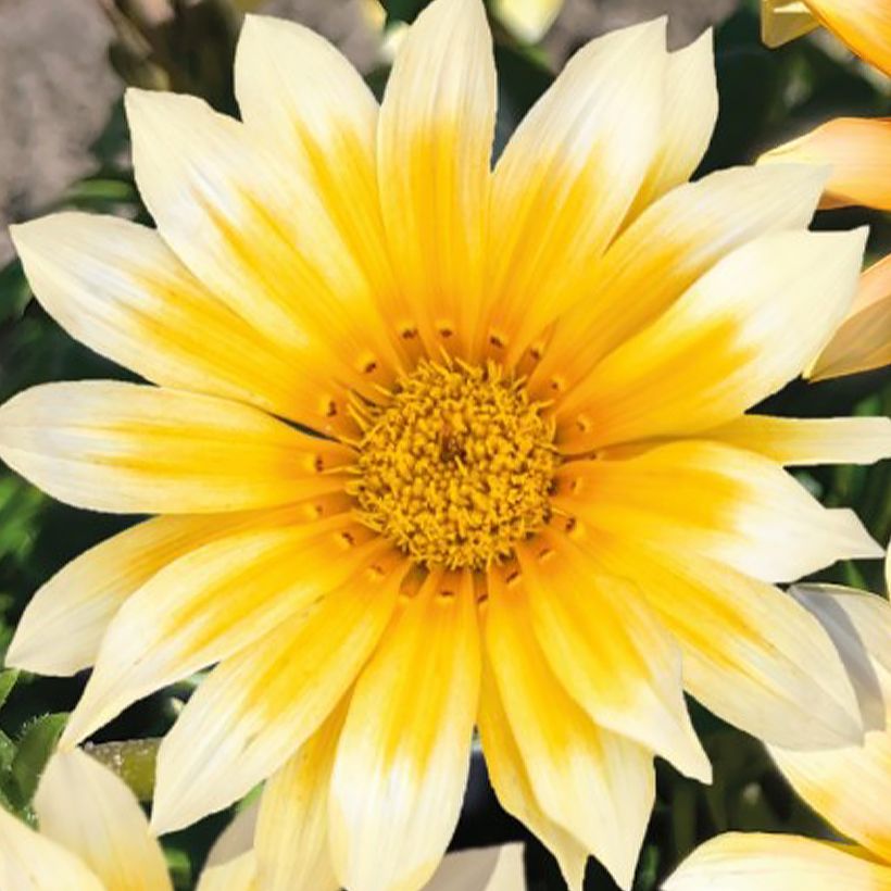 Gazania Zany F1 Sunny-Side Up (zaad) - Middaggoud (Bloei)
