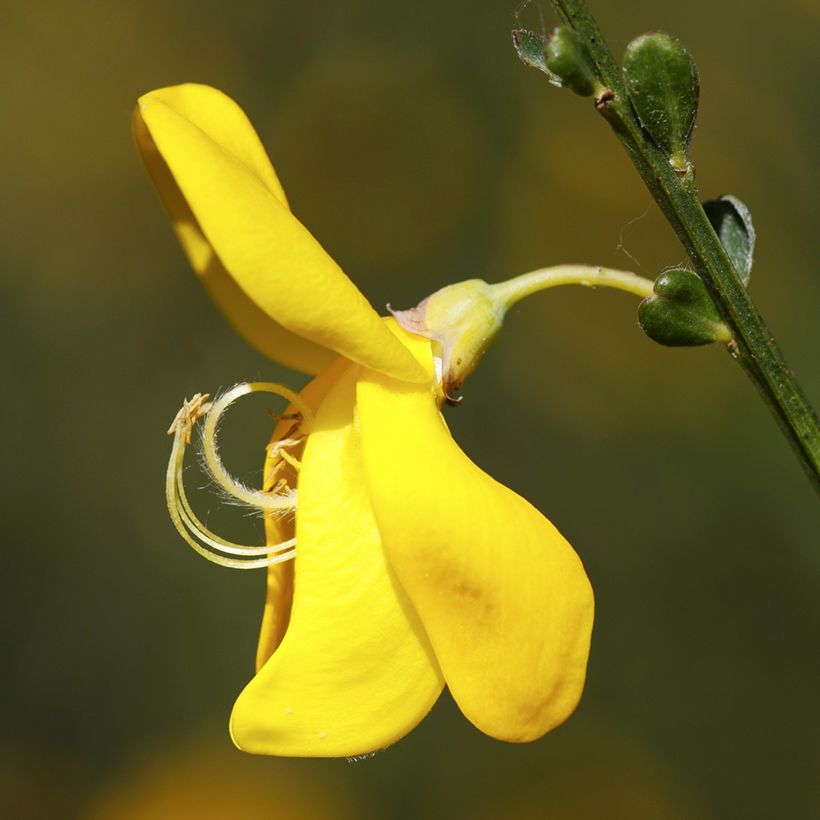 Cytisus scoparius (zaad) - Brem (Bloei)
