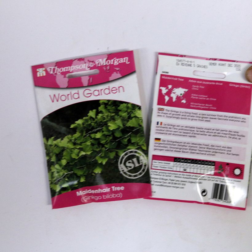 Voorbeeld van een exemplaar van Ginkgo biloba (zaad) - Japanse notenboom het zakje met 5 zaden (6g) zoals geleverd