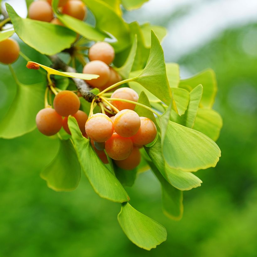 Ginkgo biloba (zaad) - Japanse notenboom (Oogst)