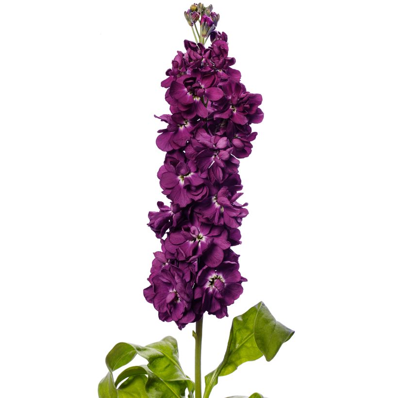 Matthiola incana Milla Aubergine (zaad) - Zomerviolier (Bloei)