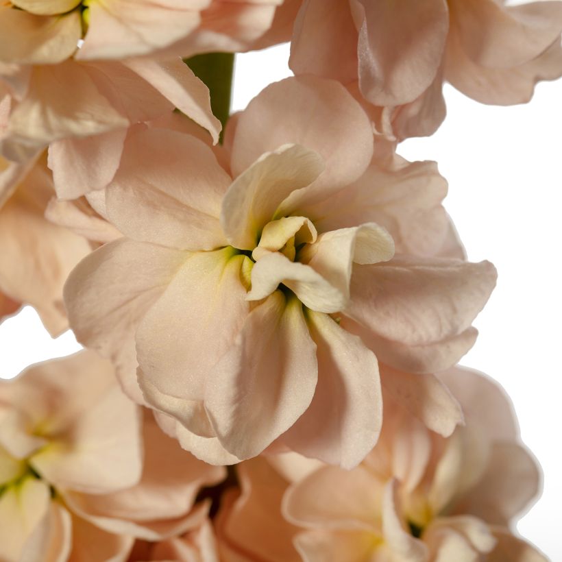 Graines de Giroflée quarantaine Milla Salmon (Bloei)