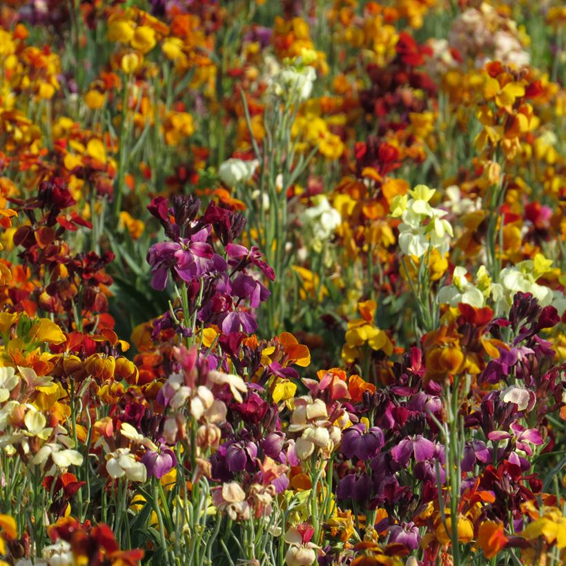 Erysimum cheiri Fair Lady Mix (zaad) – Muurbloem (Groeiplaats)