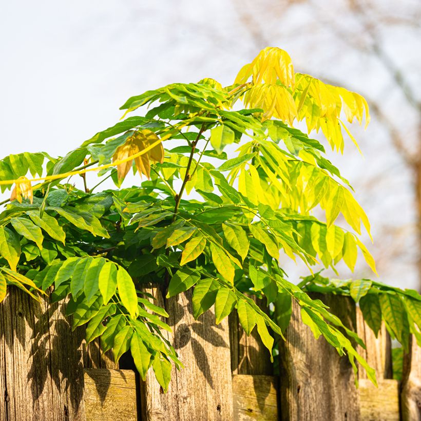Wisteria sinensis (zaad) - Blauweregen (Blad)