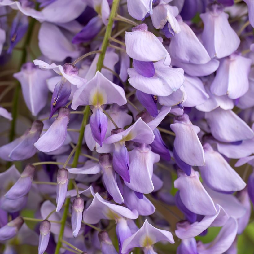 Wisteria sinensis (zaad) - Blauweregen (Bloei)