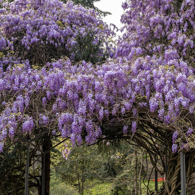 Wisteria sinensis (zaad) - Blauweregen (Groeiplaats)
