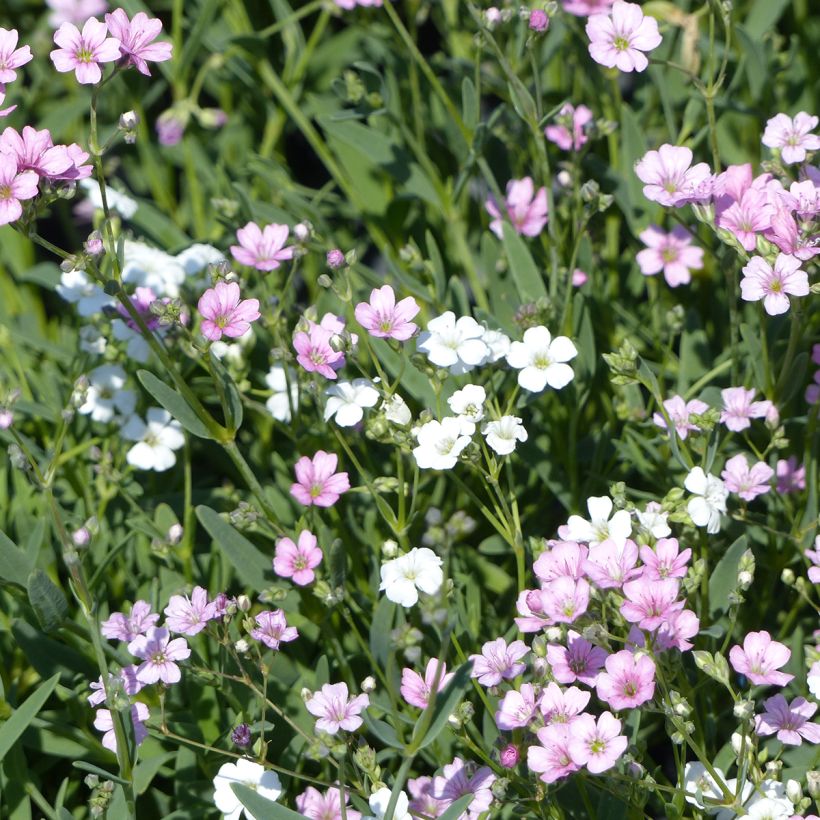 Gypsophila repens Albarosa Mix (zaad) - Kruipend gipskruid (Bloei)