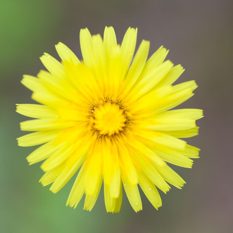 Pilosella officinarum (zaad) - Muizenoor (Bloei)