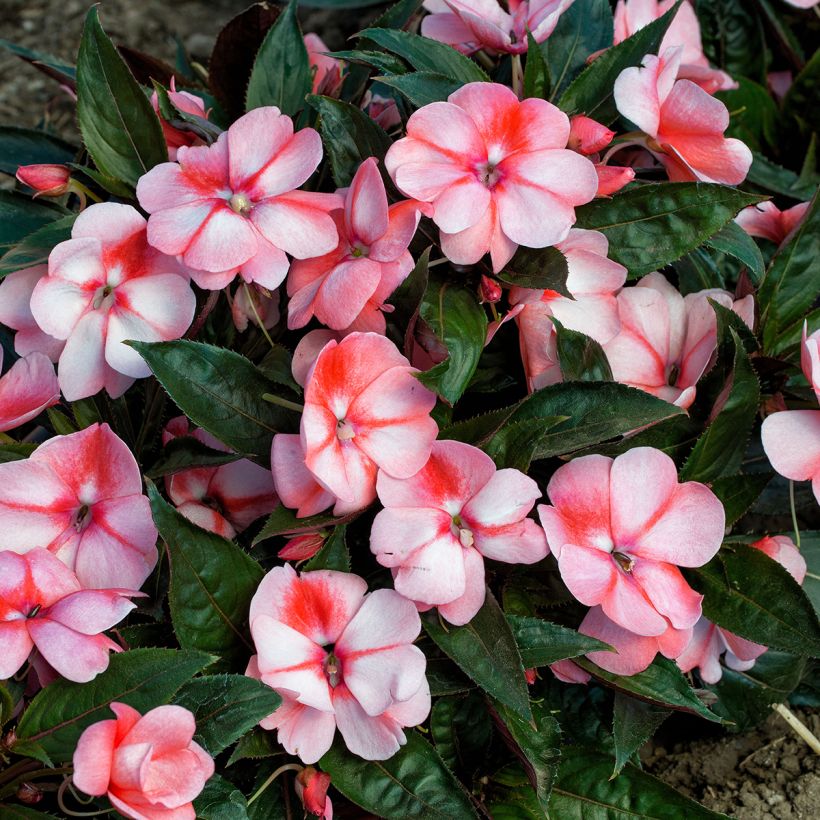 Impatiens hawkeri Florific Sweet Orange (zaad) - Nieuw-Guinea-impatiens (Bloei)