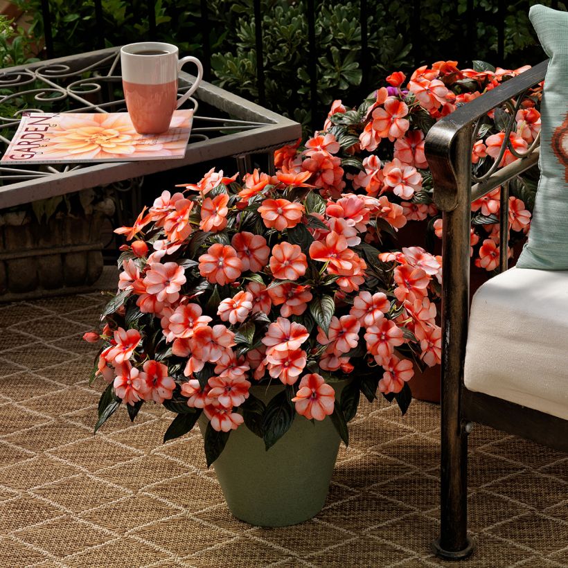 Impatiens hawkeri Florific Sweet Orange (zaad) - Nieuw-Guinea-impatiens (Groeiplaats)