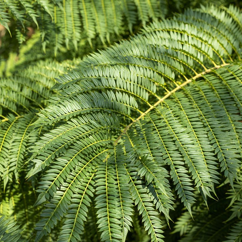 Jacaranda mimosifolia (zaad) - Blauwe jacaranda (Blad)