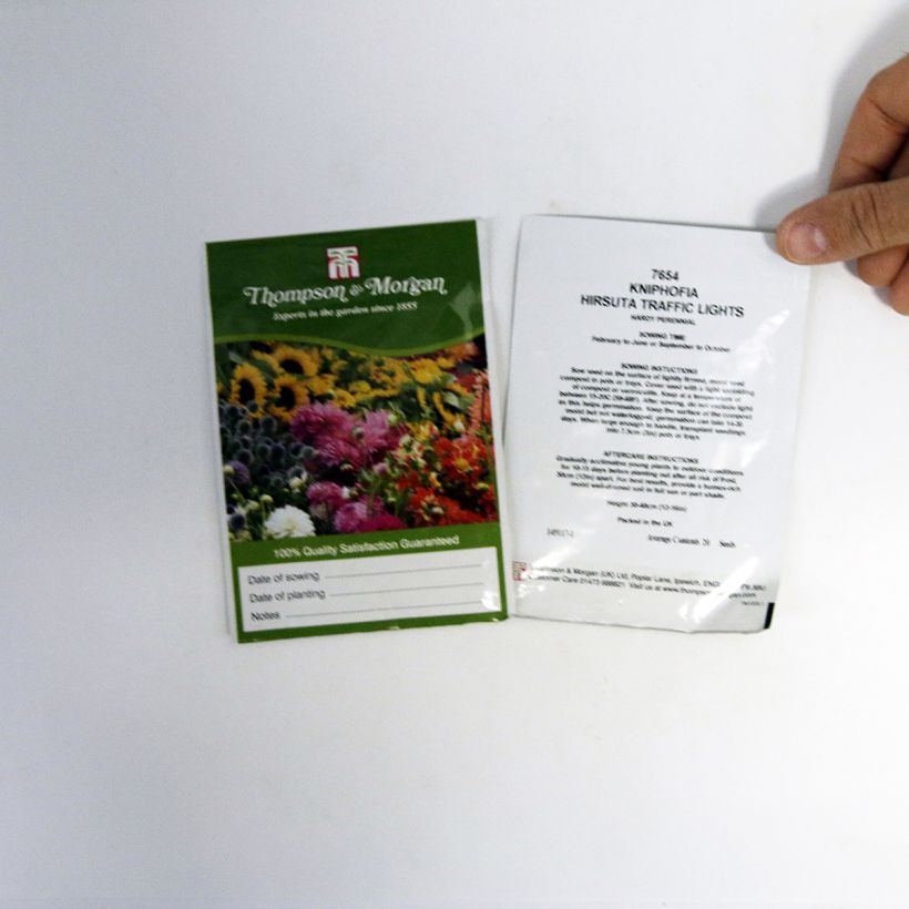 Voorbeeld van een exemplaar van Kniphofia hirsuta Red Hot Poker Traffic Lights (zaad) - Vuurpijl het zakje met 20 zaden zoals geleverd