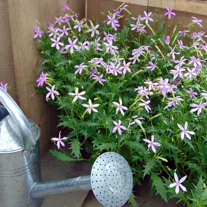 Laurentia Blue Star (zaad) (Groeiplaats)