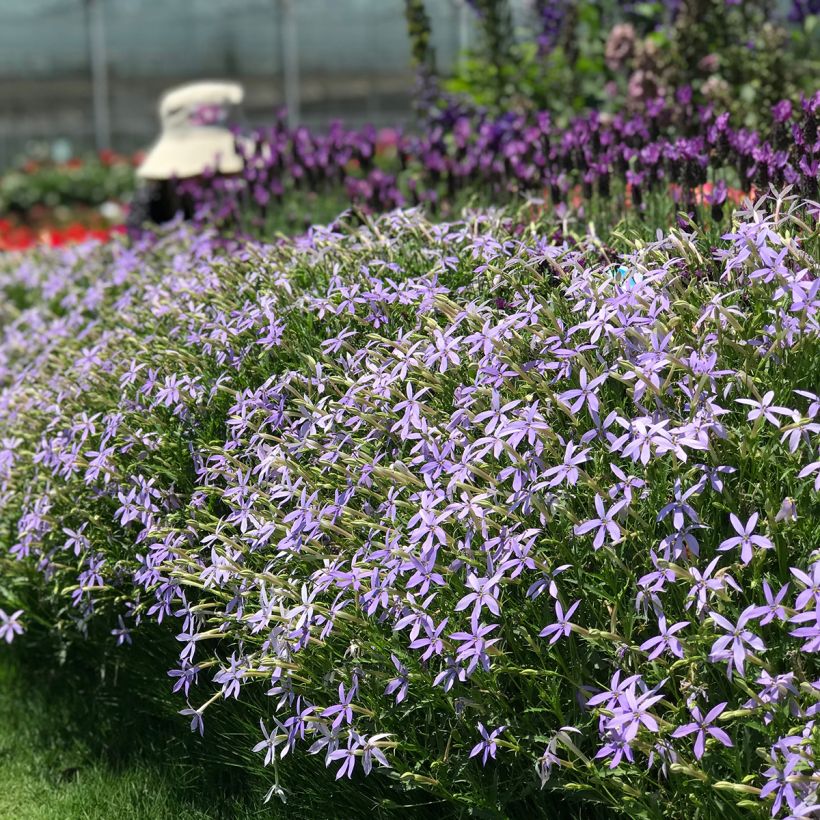 Isotoma Starshine Blue (gecoate zaden) - Laurentia (Groeiplaats)