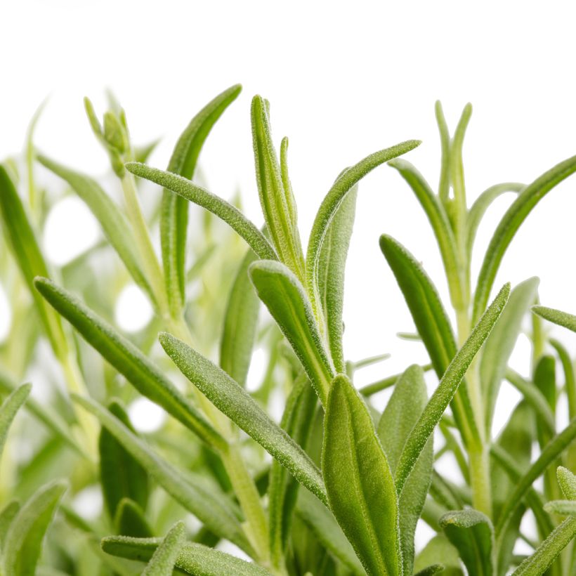 Lavandula Cleo-Patio Blue (zaad) - Lavendel (Blad)