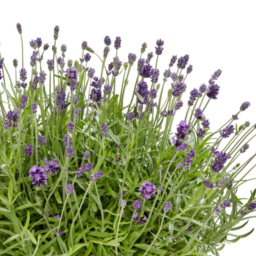 Lavandula Cleo-Patio Blue (zaad) - Lavendel (Bloei)