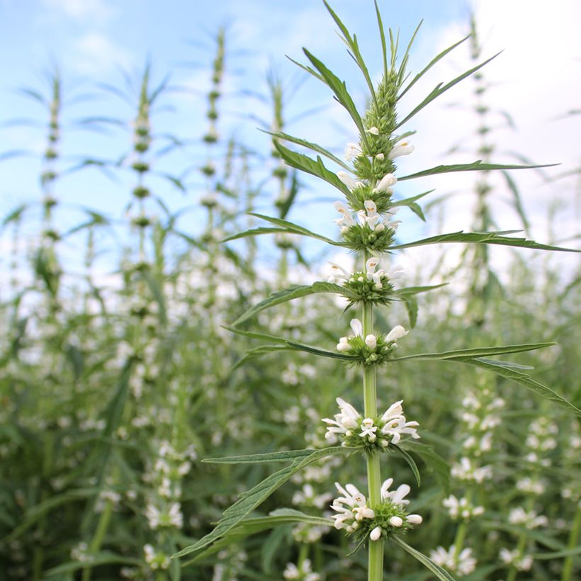 Leonurus sibiricus Alba (zaad) - Hartgespan (Bloei)