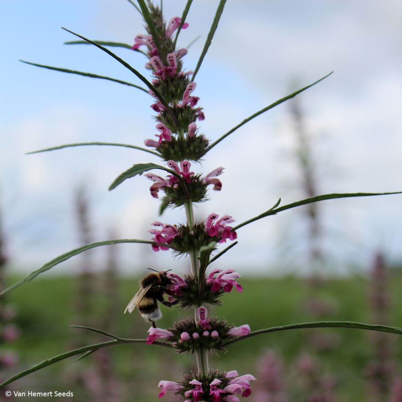 Leonurus sibiricus (zaad) - Hartgespan (Bloei)