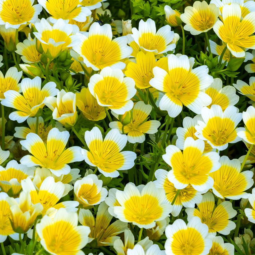 Limnanthes douglasii (zaad) - Geelwitte moerasbloem (Bloei)