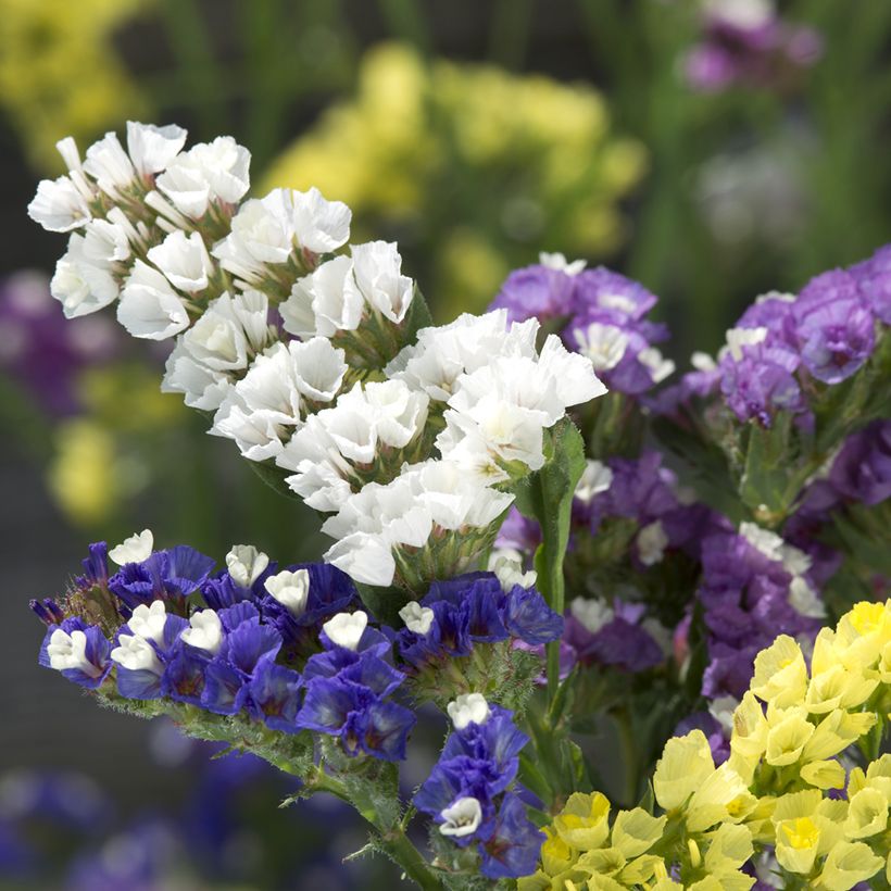 Limonium sinuatum Forever Mixed (zaad) - Statice (Bloei)