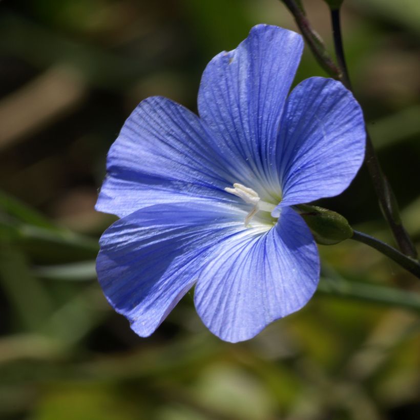 Linum perenne Saphir Blauw (zaad) - Overblijvend vlas (Bloei)