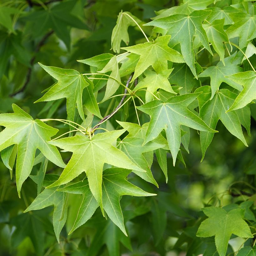 Liquidambar styraciflua (zaad) - Amberboom (Blad)