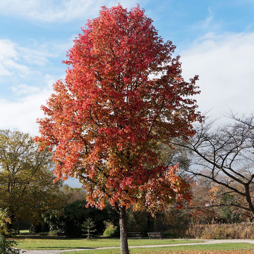 Liquidambar styraciflua (zaad) - Amberboom (Groeiplaats)