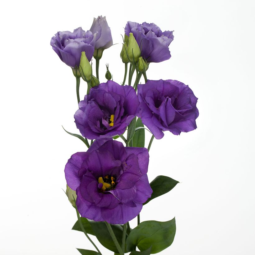 Lisianthus F1 Cessna Blue III (zaad) - Eustoma (Bloei)