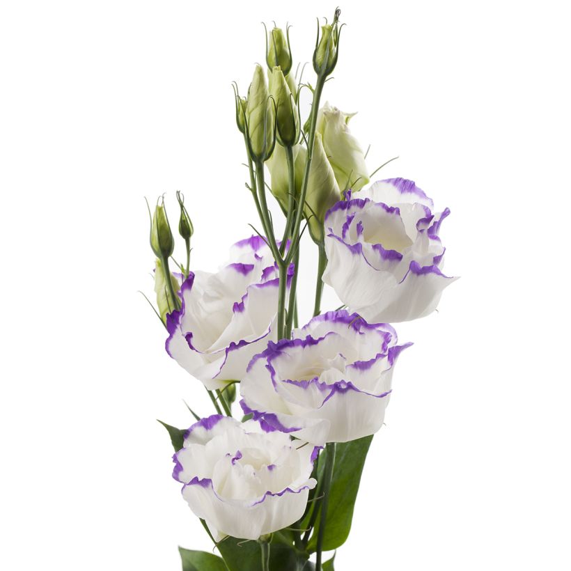 Lisianthus F1 Cessna Blue Picotee III (zaad) - Eustoma (Bloei)