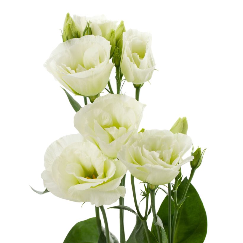 Lisianthus F1 Cessna Green III (zaad) - Eustoma (Bloei)
