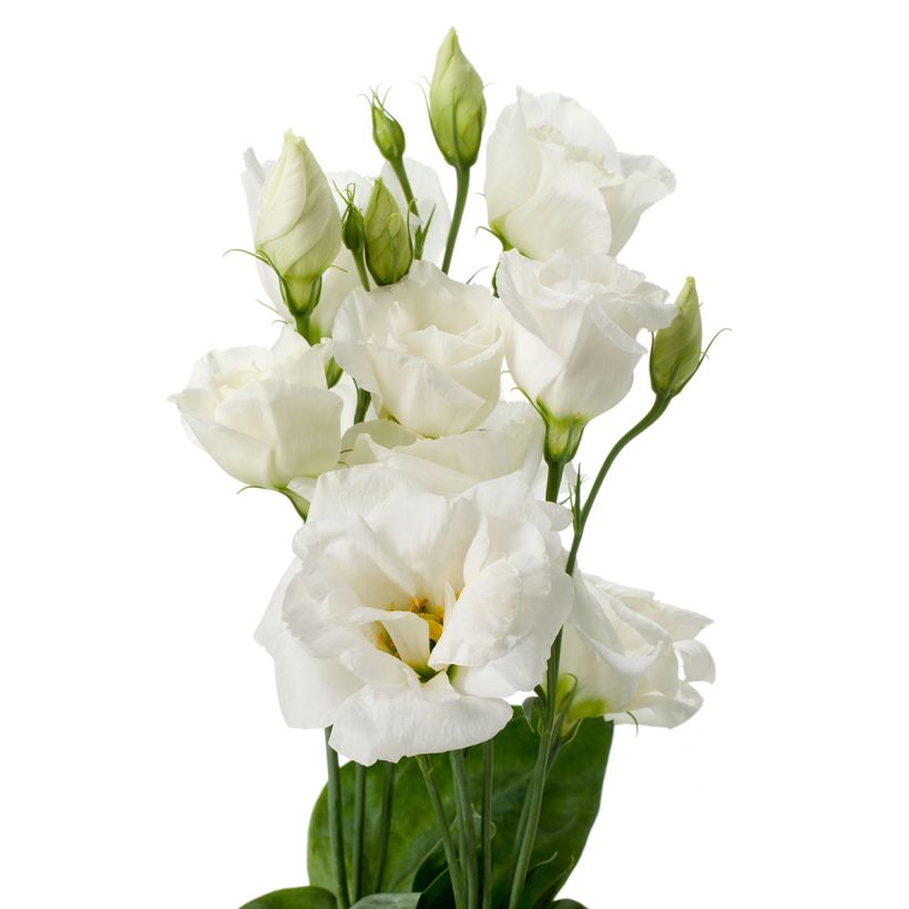 Lisianthus F1 Cessna Pure White III (zaad) - Eustoma (Bloei)