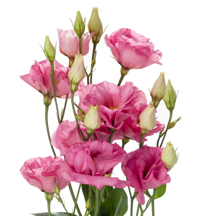 Lisianthus F1 Cessna Rose III (zaad) - Eustoma (Bloei)
