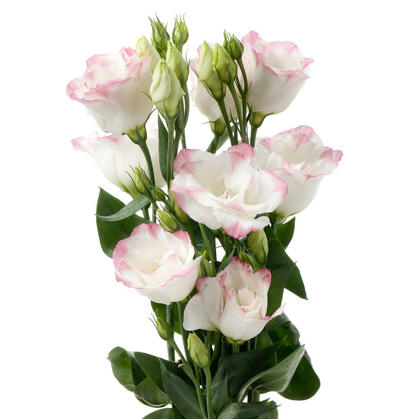 Lisianthus F1 Cessna Rose Picotee III (zaad) - Eustoma (Bloei)