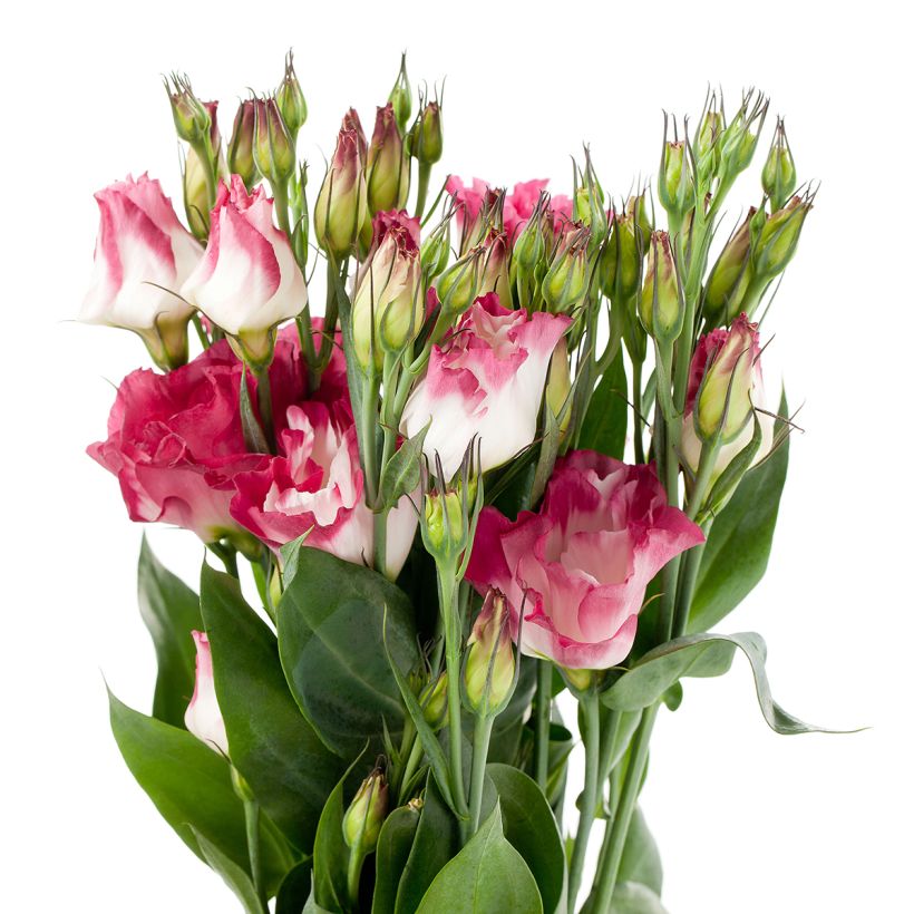 Lisianthus F1 Cessna Vogue IV (zaad) - Eustoma (Bloei)