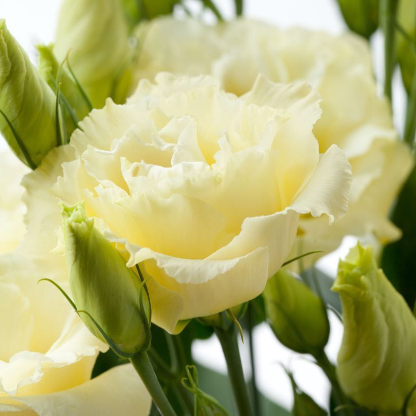 Lisianthus F1 Cessna Yellow III (zaad) - Eustoma (Bloei)