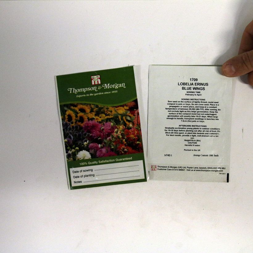 Voorbeeld van een exemplaar van Lobelia erinus Blue Wings (zaad) - Hanglobelia het zakje met 1000 zaden zoals geleverd