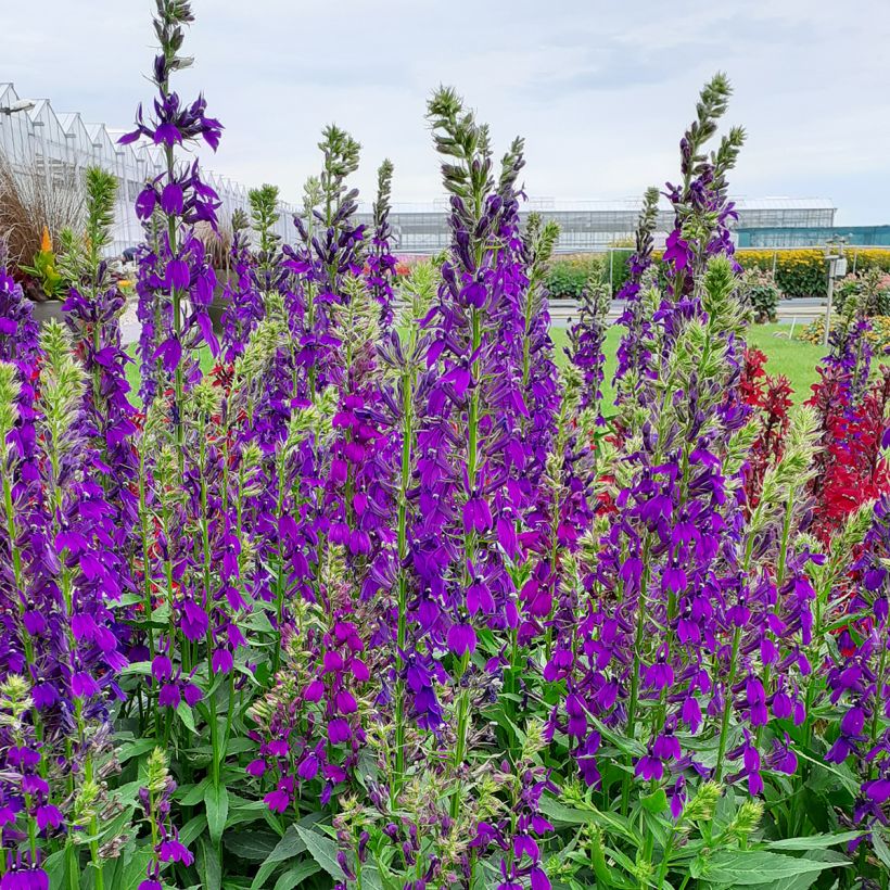 Lobelia speciosa Starship Blue (zaad) - Scharlaken lobelia (Groeiplaats)