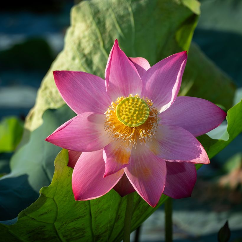 Nelumbo nucifera (zaad) - Indische lotus (Bloei)