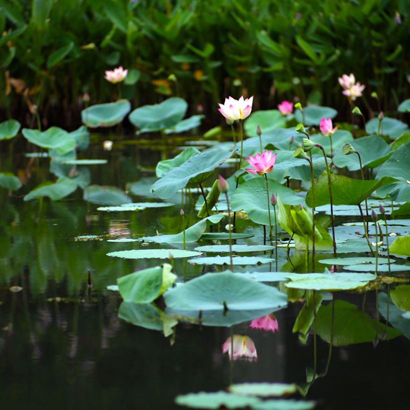 Nelumbo nucifera (zaad) - Indische lotus (Groeiplaats)