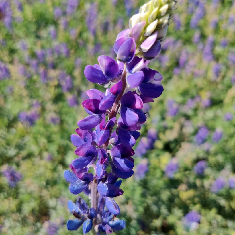 Lupinus hartwegii Avalune Blue (zaad) - Eenjarige lupine (Bloei)