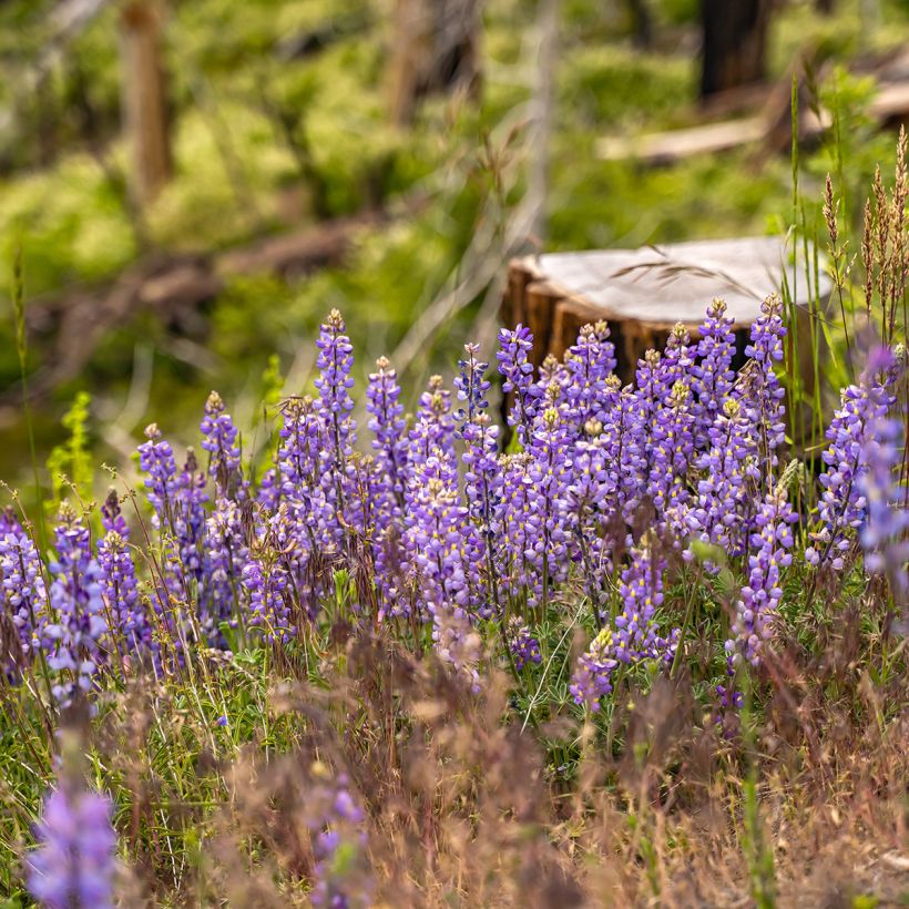Lupinus perennis (zaad) - Wilde lupine (Groeiplaats)