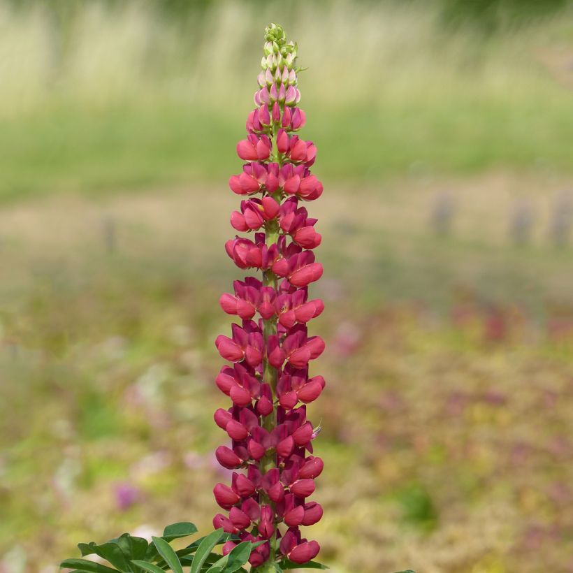 Lupinus Mon Château rood (zaad) - Lupine (Bloei)