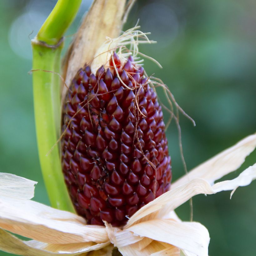 Maïs Fraise (zaad) - Zea mays (Oogst)