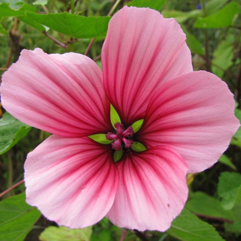 Malope trifida Mixed (zaad) - Drielobbige malope (Bloei)