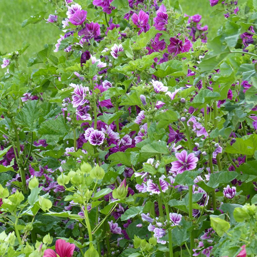 Malva sylvestris Purple Zebra Mix (zaad) - Groot kaasjeskruid (Groeiplaats)