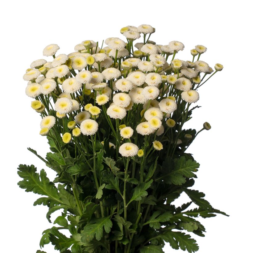 Tanacetum parthenium Baya (zaad) - Moederkruid (Bloei)