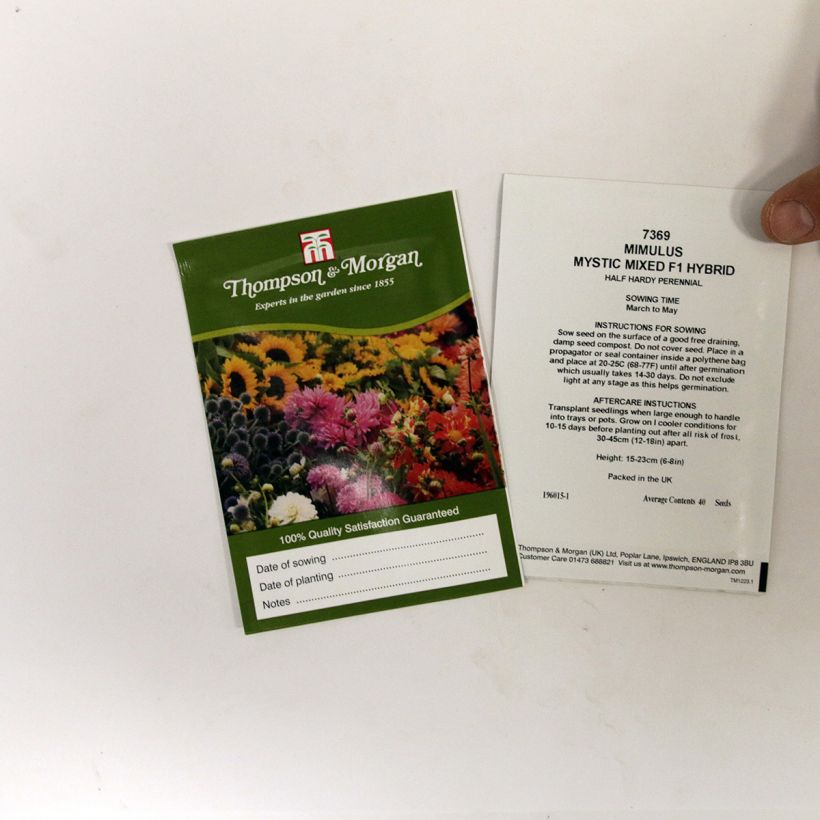 Voorbeeld van een exemplaar van Mimulus Mystic Mixed F1 Hybrid (zaad) - Maskerbloem het zakje met 50 zaden zoals geleverd