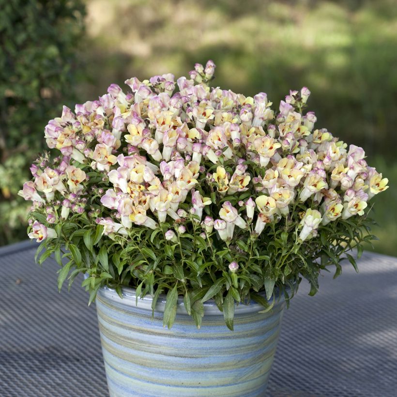 Leeuwenbek Antiquity Lemon (zaad) - Antirrhinum majus (Groeiplaats)