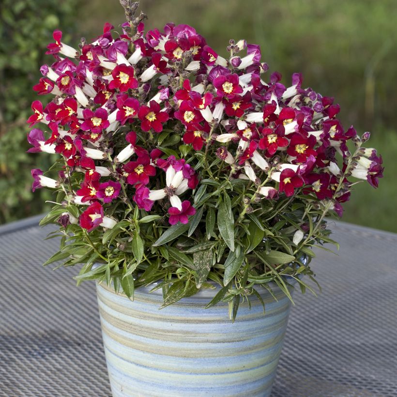 Leeuwenbek Antiquity Red Bicolour (zaad) - Antirrhinum majus (Groeiplaats)